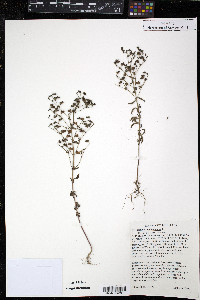 Trichostema dichotomum image