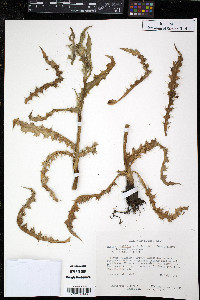 Image of Morina longifolia