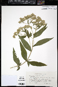 Eupatorium × truncatum image