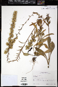 Solidago erecta image