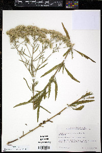 Eupatorium semiserratum image