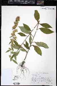 Solidago erecta image