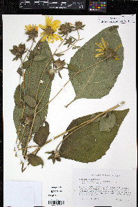 Silphium asteriscus var. scabrum image