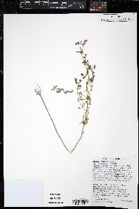 Trichostema coeruleum image