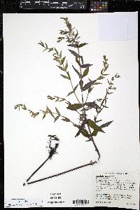 Scutellaria galericulata image