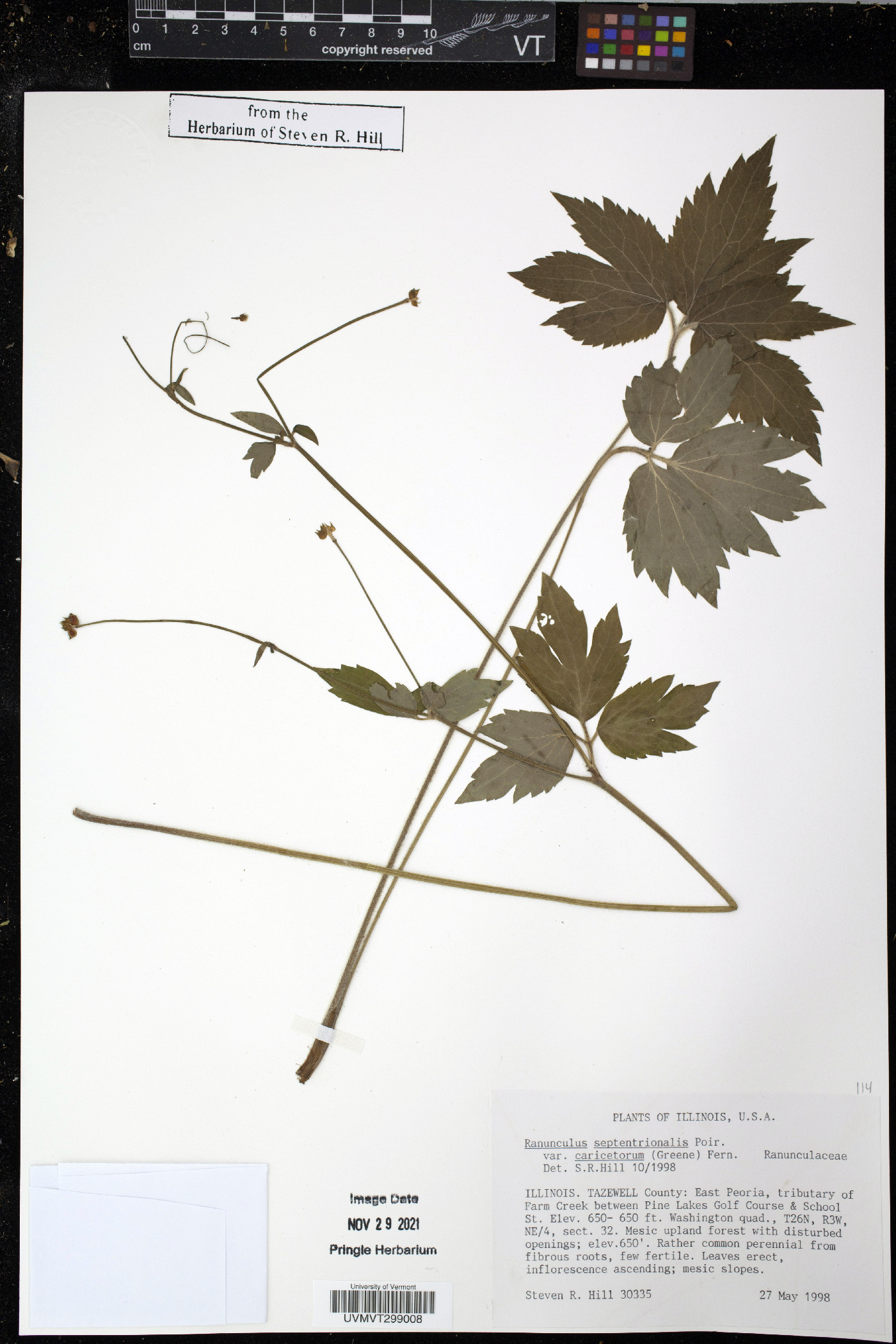Ranunculus septentrionalis var. caricetorum image