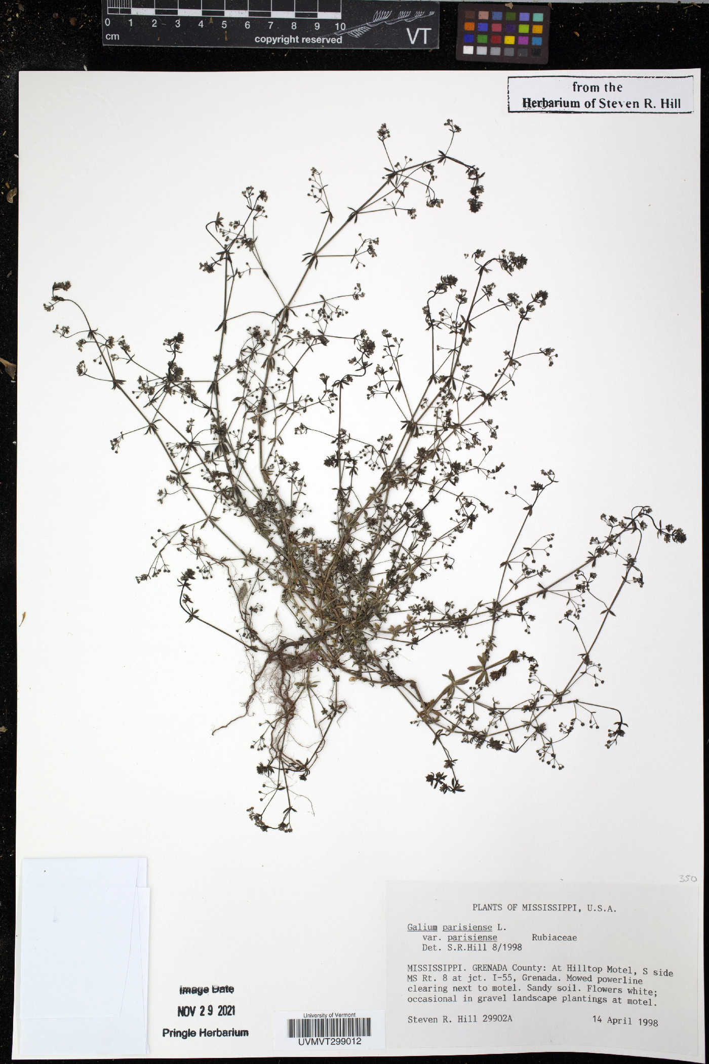 Galium parisiense var. parisiense image