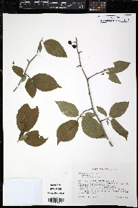 Prunus mexicana image