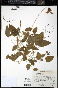 Clematis crispa image