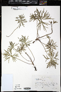 Delphinium treleasei image