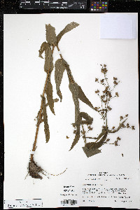 Penstemon tenuis image