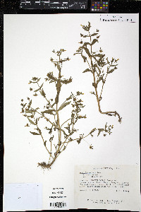 Gratiola neglecta image