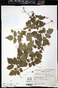 Cardiospermum grandiflorum image