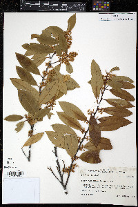 Prunus caroliniana image