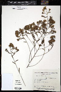 Vernonia nitidula image