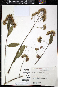 Vernonia squamulosa image