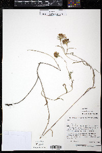 Eurybia paludosa image