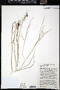 Festuca obtusa image