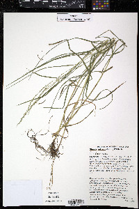 Glyceria melicaria image