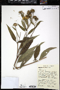 Helianthus grosseserratus image