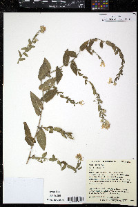 Symphyotrichum patens image