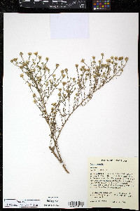 Symphyotrichum ericoides image