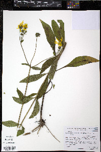 Silphium asteriscus var. latifolium image