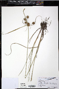 Cyperus echinatus image