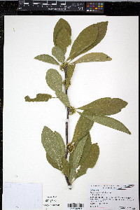 Sideroxylon lycioides image