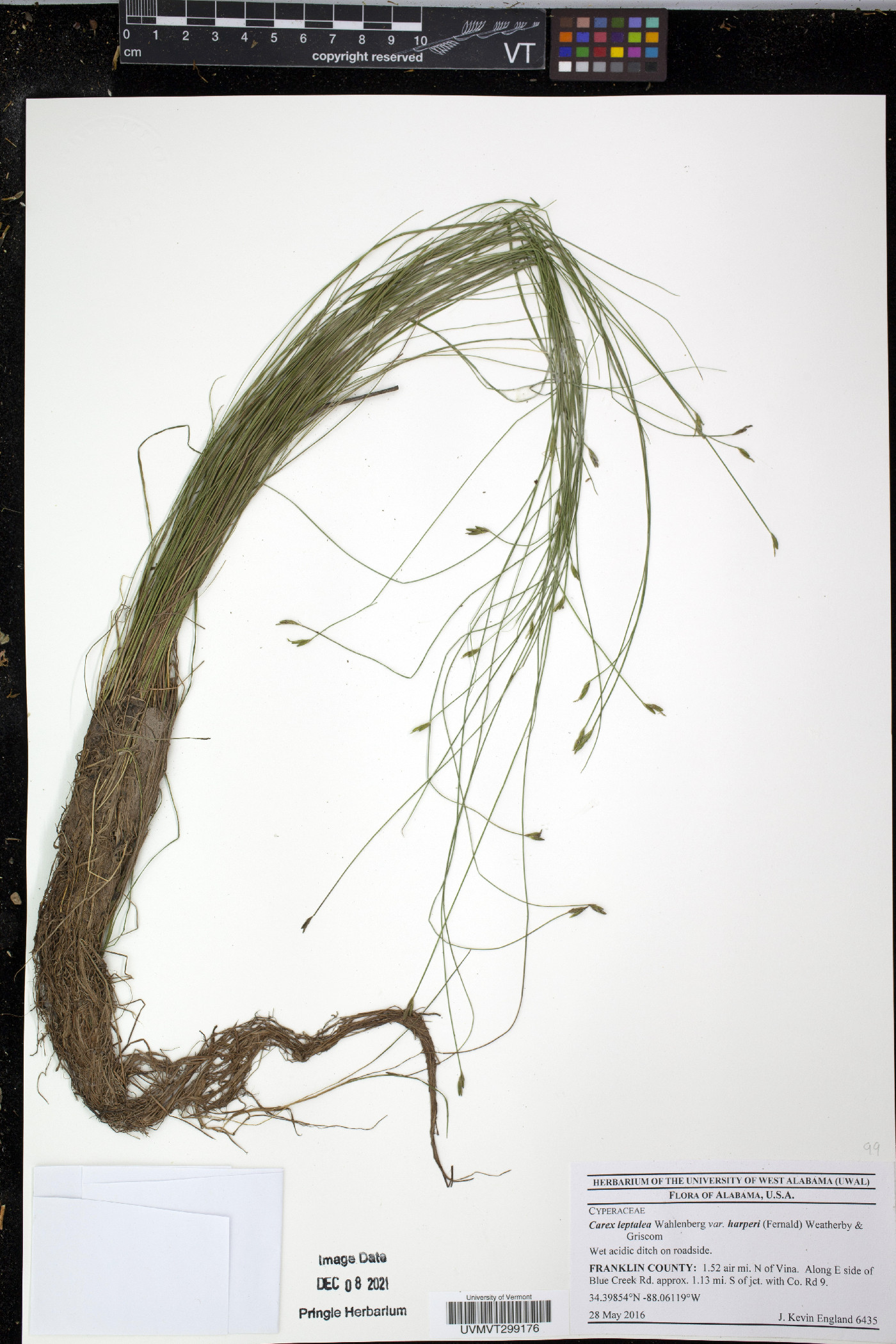 Carex leptalea var. harperi image