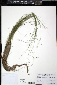 Carex leptalea var. harperi image