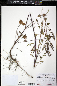 Cantinoa mutabilis image