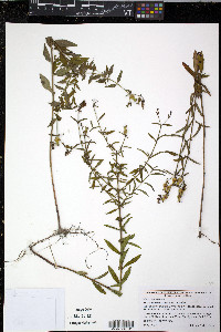 Rhexia mariana var. mariana image
