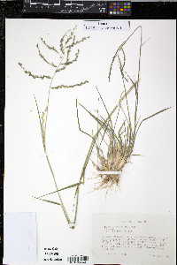 Disakisperma dubium image