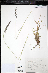 Festuca rubra image