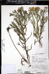 Euthamia gymnospermoides image