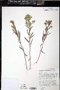 Image of Aster parviceps