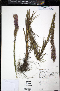 Liatris spicata image