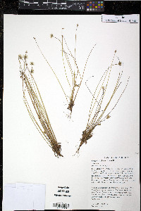 Krigia virginica image