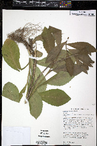 Solidago hispida image