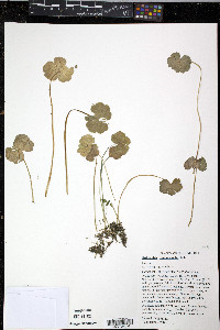 Hydrocotyle ranunculoides image