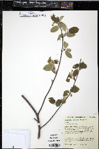 Amelanchier sanguinea image