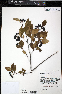 Aronia melanocarpa image