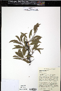 Prunus angustifolia image