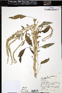 Amaranthus tuberculatus image