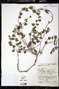 Pavonia glechomoides image