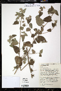 Pavonia sidifolia image