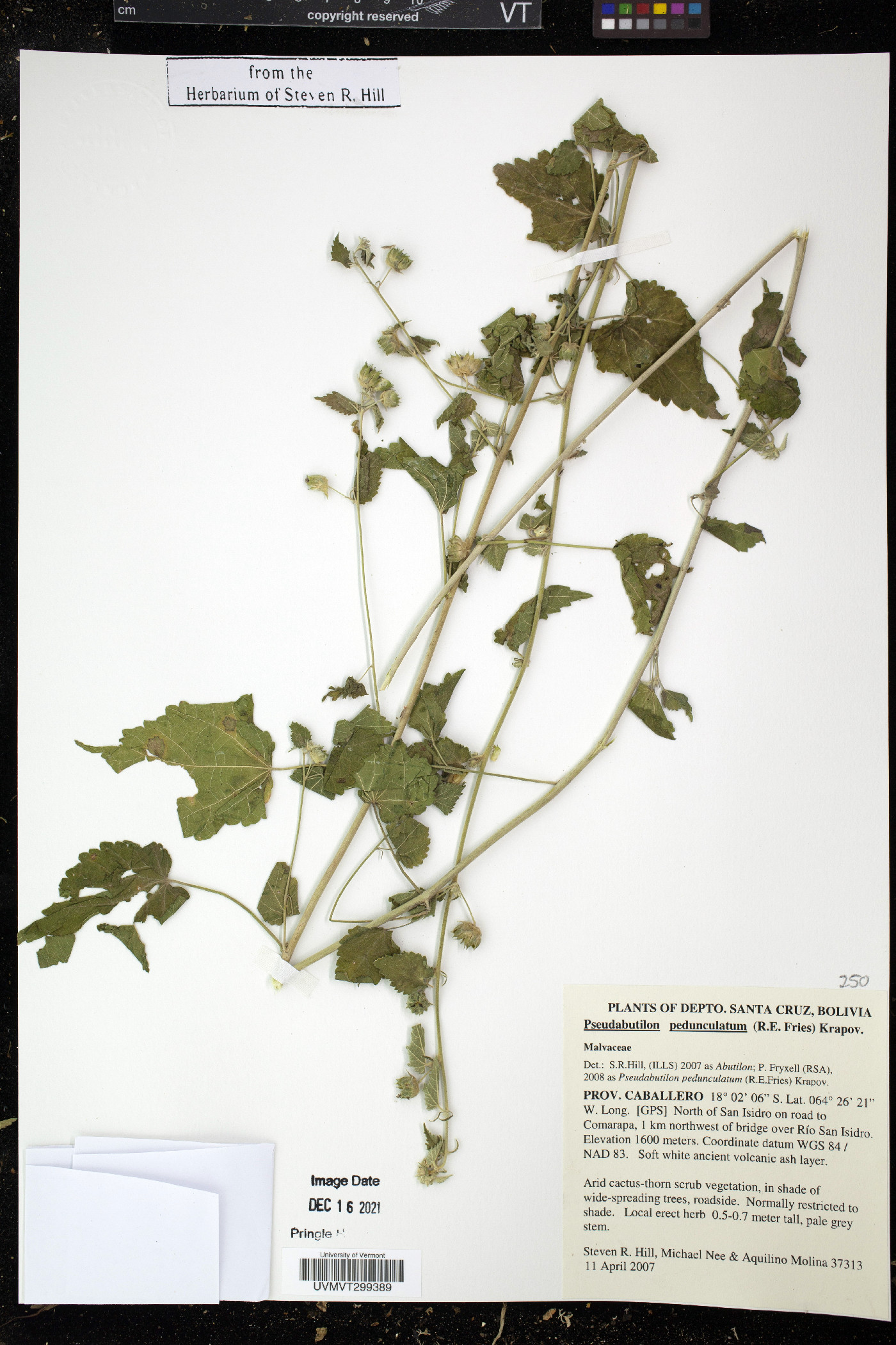 Pseudabutilon pedunculatum image