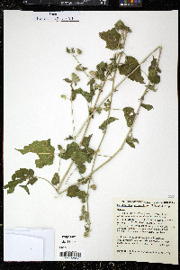 Pseudabutilon pedunculatum image