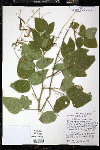 Desmodium canescens image